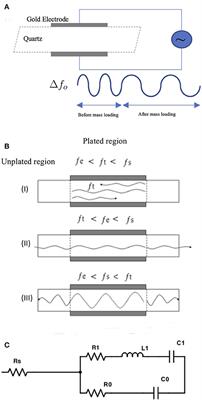 Design and Development of Microscale Thickness Shear Mode (TSM) Resonators for Sensing Neuronal Adhesion